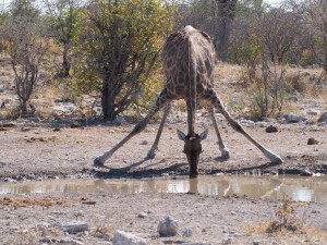 Namibia Giraffe                                  